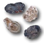 Chalcedon Rosette - Zuhören und Verstehen