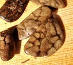 Stromatolith Kalifornien TS - Extra fein verkieselt